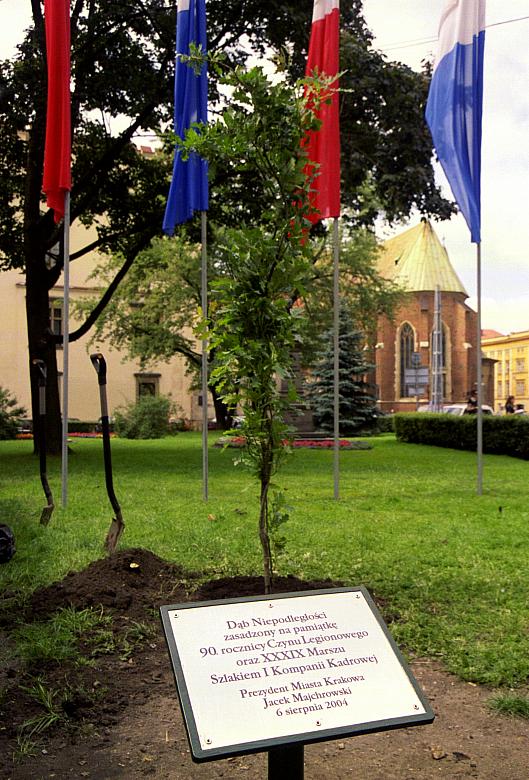 Podobnch kilkanaście  drzewek "Kadrowicze" zasadzili na całej trasie Marszu.