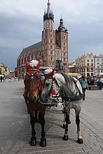 Krakowskie dorożkarstwo odrodziło się w wieku XXI. Zaprzęgów jest dużo i są zadbane, choć miłośnicy przeszłości trochę narzekają