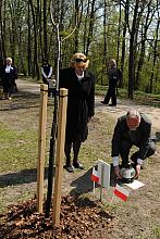 Dąb podpułkownika Krzesława Marii Krzyżanowskiego.